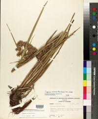 Cyperus virens image