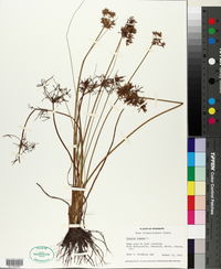 Cyperus haspan image