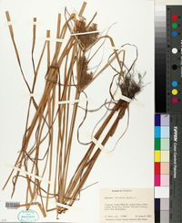 Cyperus refractus image