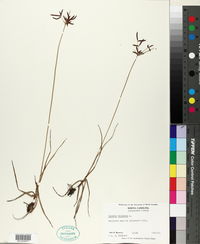 Cyperus rotundus image