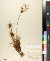 Cyperus retrorsus image