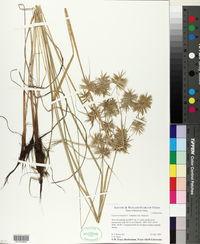 Cyperus strigosus var. strigosus image