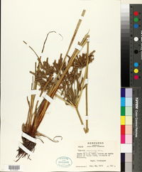 Cyperus imbricatus image