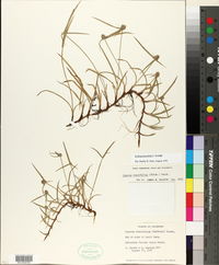 Kyllinga brevifolia image
