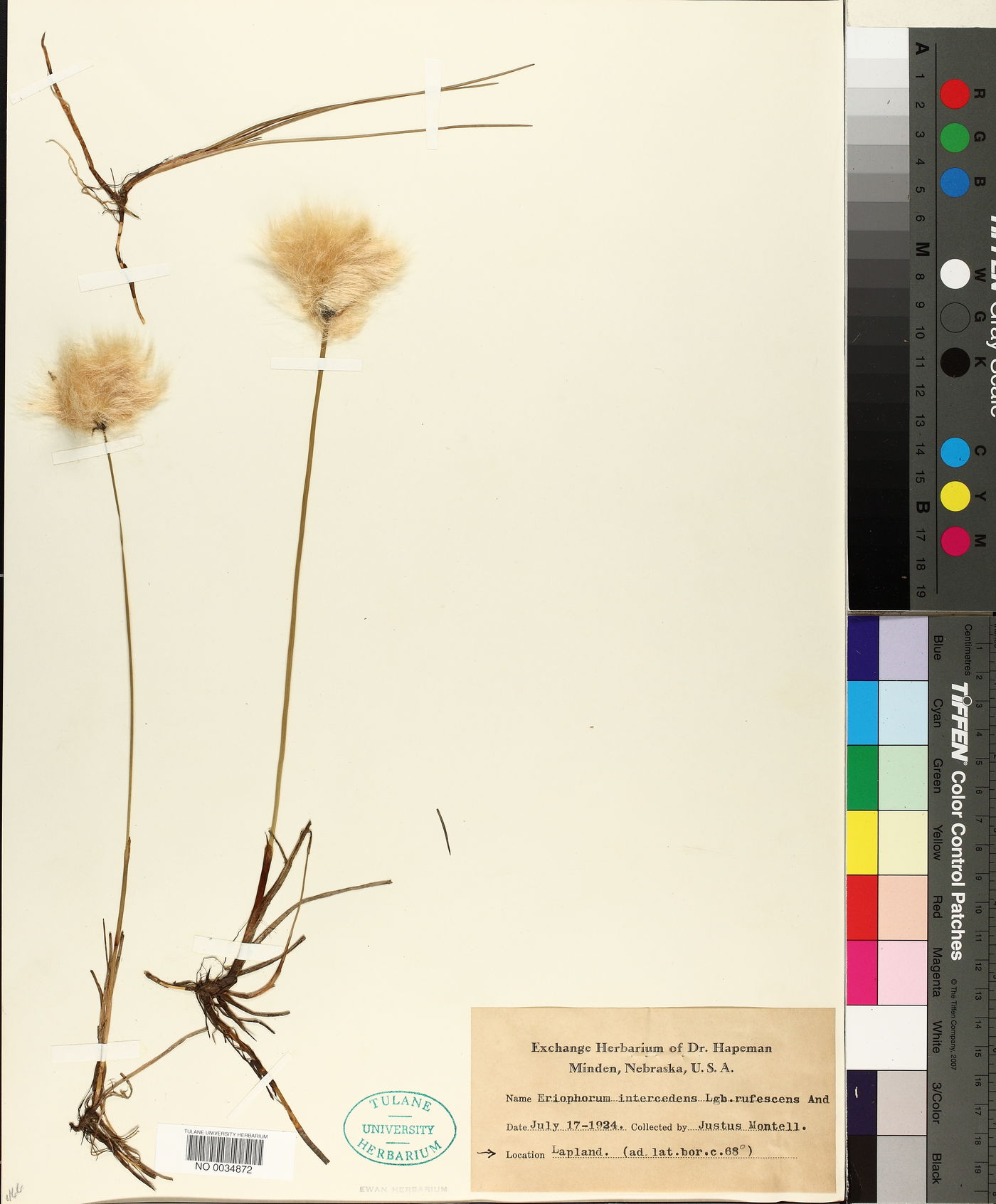 Eriophorum medium image