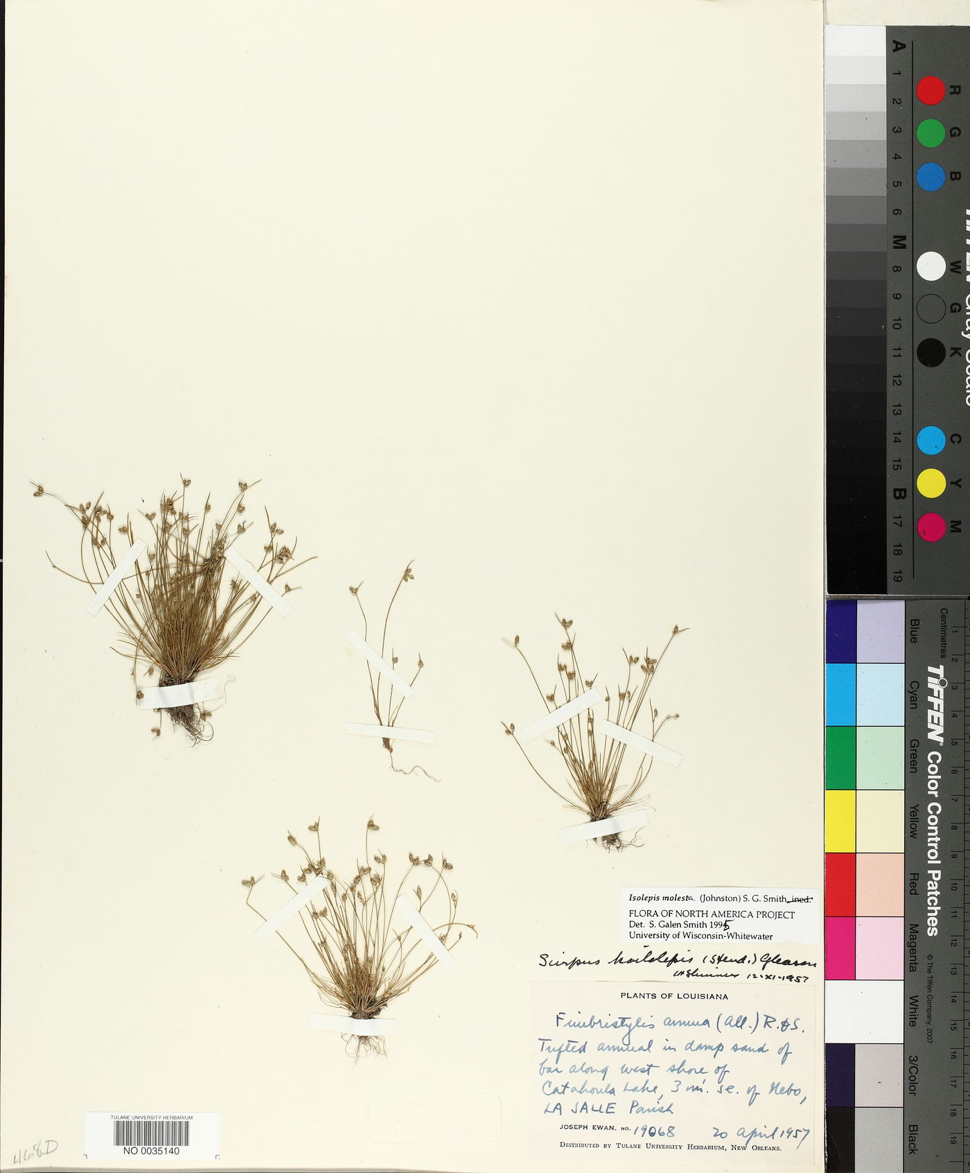 Isolepis molesta image
