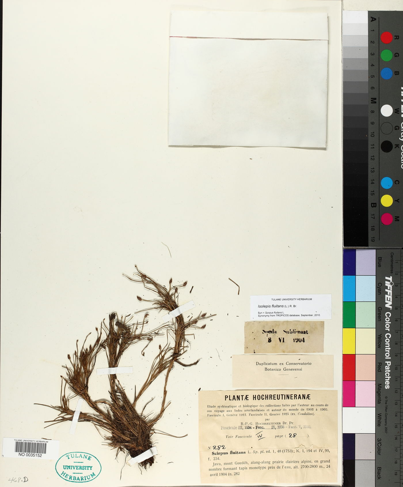 Isolepis fluitans image