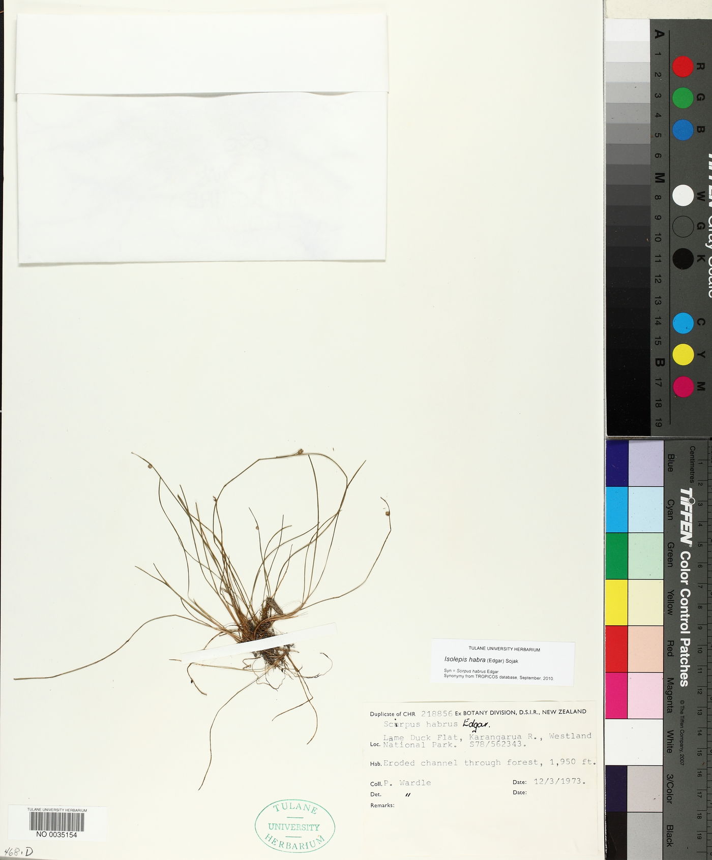 Isolepis habra image