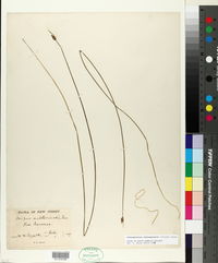 Schoenoplectus subterminalis image