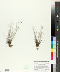 Eleocharis microcarpa image