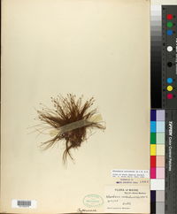 Eleocharis acicularis image