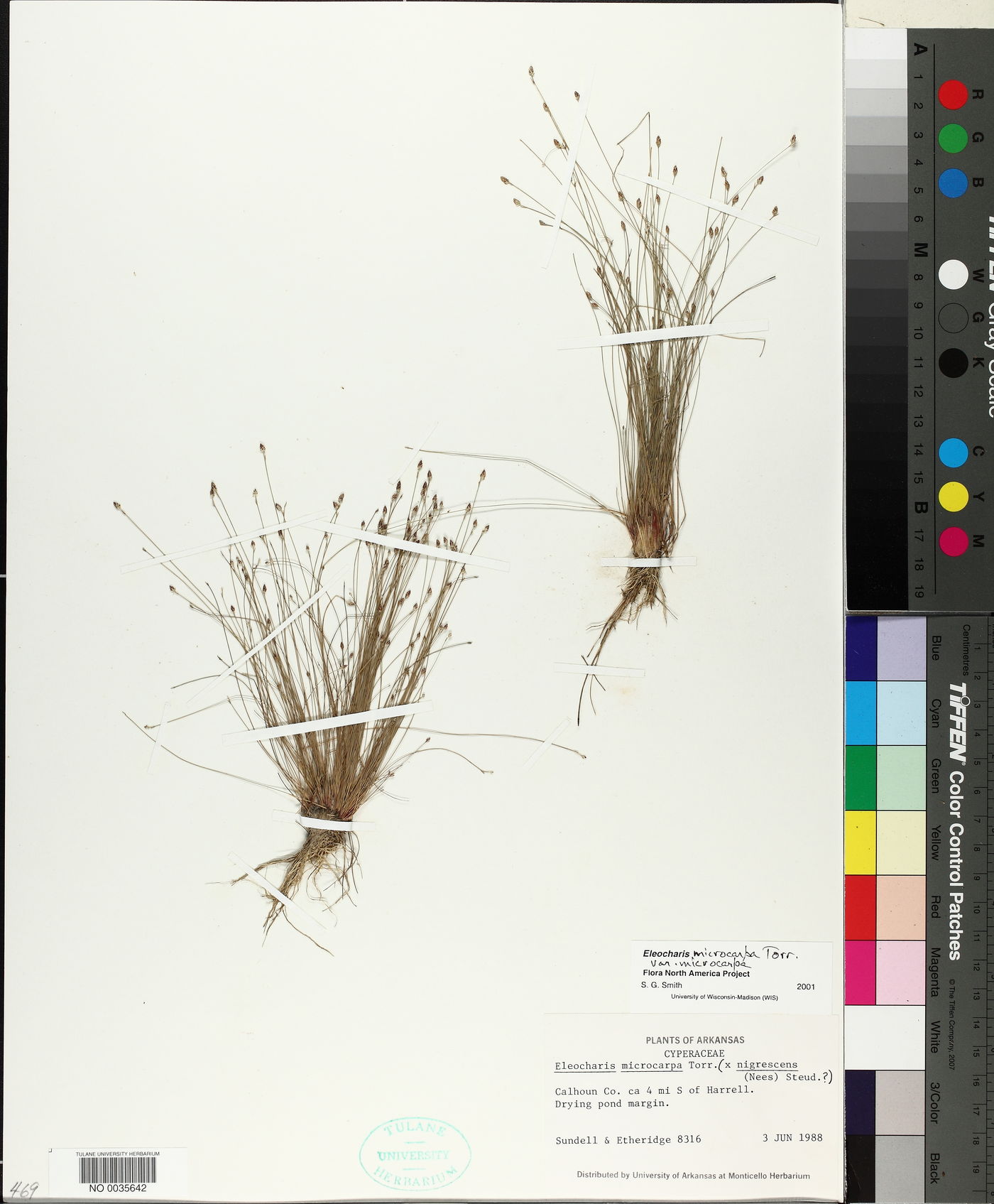 Eleocharis microcarpa var. microcarpa image