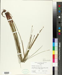 Eleocharis tricostata image