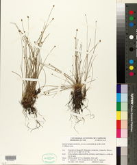 Eleocharis geniculata image