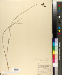 Fimbristylis caroliniana image