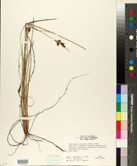 Fimbristylis castanea image