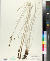 Fimbristylis castanea image