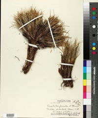 Oreobolus furcatus image