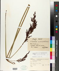 Image of Machaerina articulata