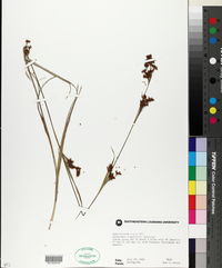 Rhynchospora caduca image