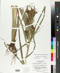 Rhynchospora corniculata image