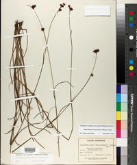Rhynchospora fascicularis image