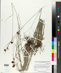 Rhynchospora fascicularis image