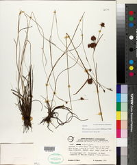 Rhynchospora fascicularis image