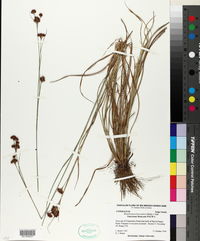 Rhynchospora fascicularis image