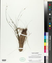 Rhynchospora gracilenta image