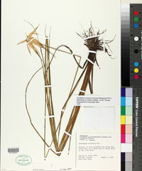 Rhynchospora latifolia image