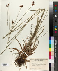 Rhynchospora ciliaris image