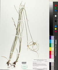 Rhynchospora colorata image