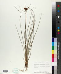 Rhynchospora fascicularis image