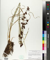 Rhynchospora glomerata image