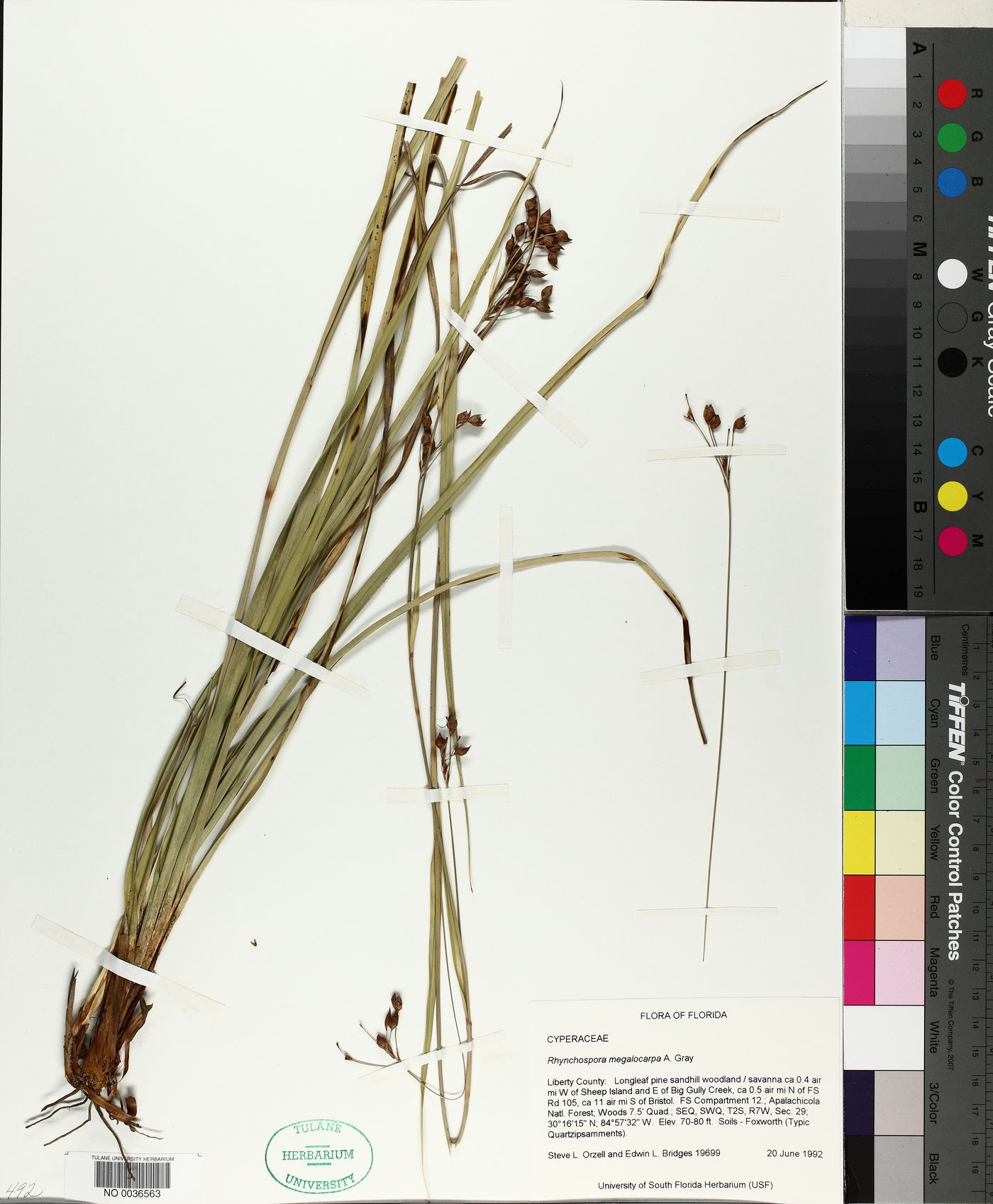 Rhynchospora megalocarpa image
