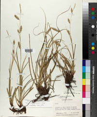 Carex cherokeensis image