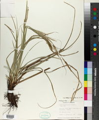 Carex cherokeensis image