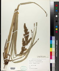 Carex crus-corvi image