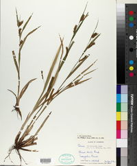 Carex flaccosperma image