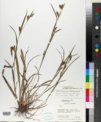 Carex flaccosperma image