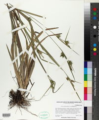 Carex lonchocarpa image