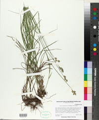 Carex reniformis image