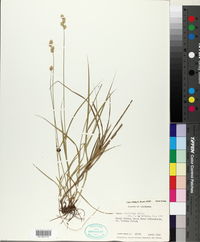 Carex reniformis image