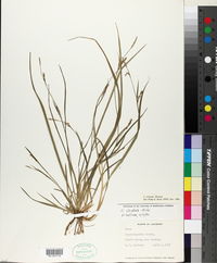 Carex striatula image