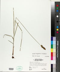 Carex triangularis image