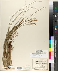 Carex triangularis image