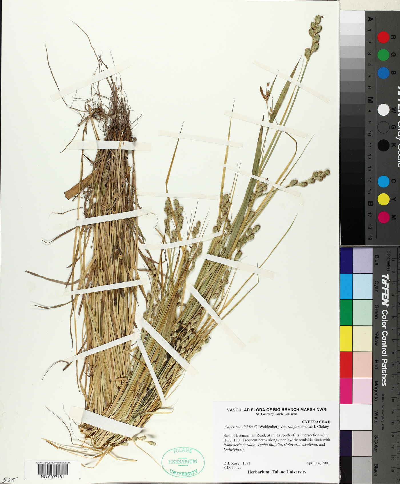 Carex tribuloides var. sangamonensis image