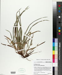 Carex abscondita image