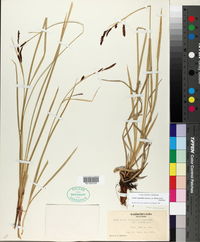 Carex aquatilis var. dives image